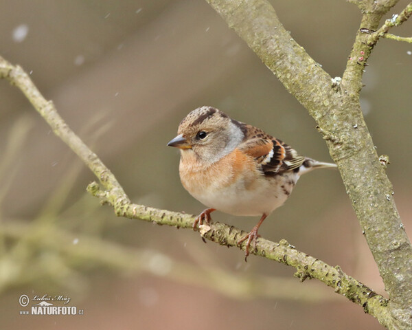 Fringilla montifringilla