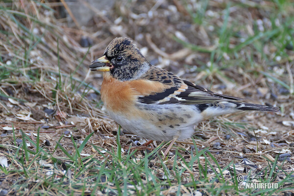 Fringilla montifringilla