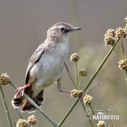 Fuinha-dos-juncos