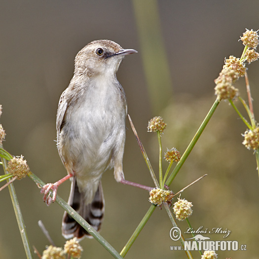 Fuinha-dos-juncos