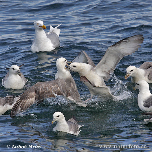 Fulmar boréal