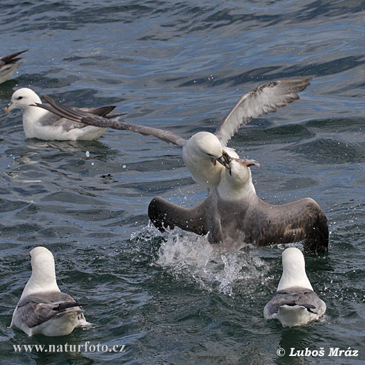 Fulmar boréal