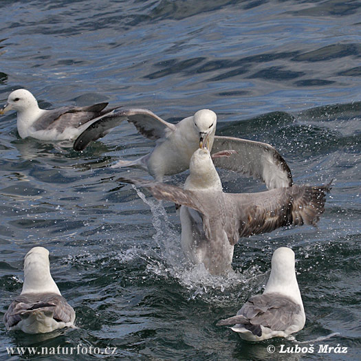 Fulmar-glacial