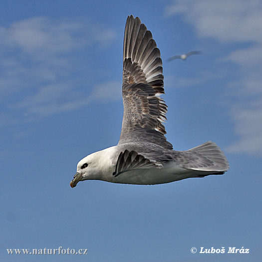 Fulmar-glacial