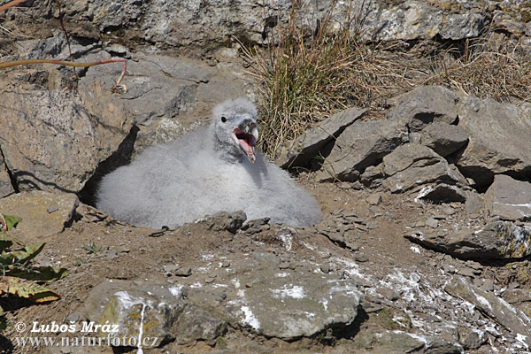 Fulmarus glacialis