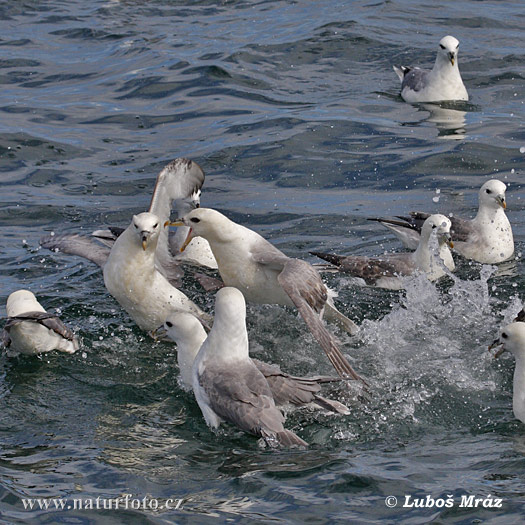 Fulmarus glacialis