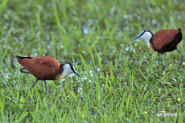 Gà lôi nước châu Phi