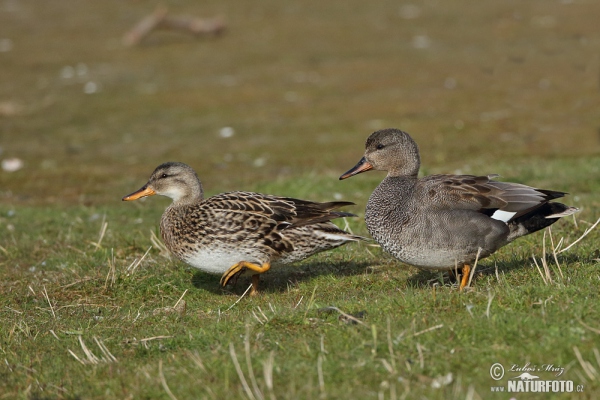 Gadwall (Anas strepera)