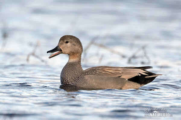 Gadwall (Anas strepera)