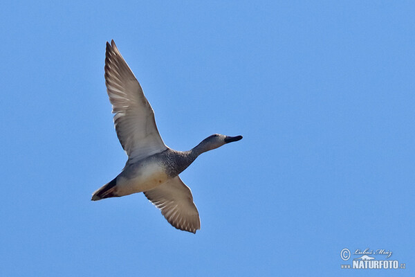 Gadwall (Anas strepera)