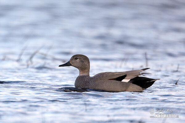 Gadwall (Anas strepera)