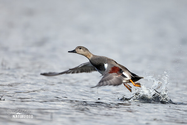 Gadwall (Anas strepera)