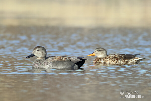 Gadwall (Anas strepera)