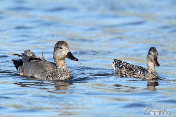 Gadwall (Anas strepera)