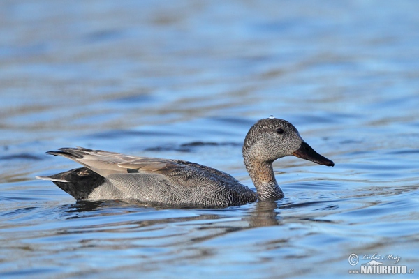 Gadwall (Anas strepera)