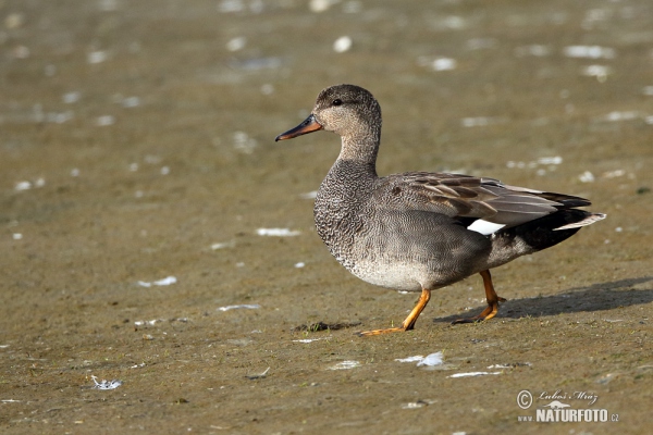 Gadwall (Anas strepera)