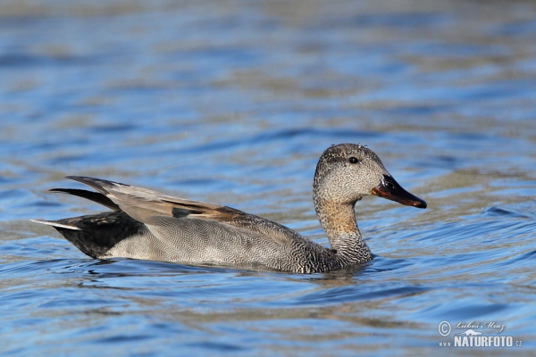 Gadwall (Anas strepera)