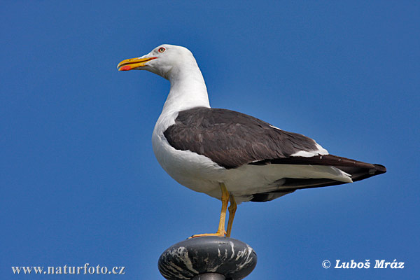 Gaivota-de-asa-escura