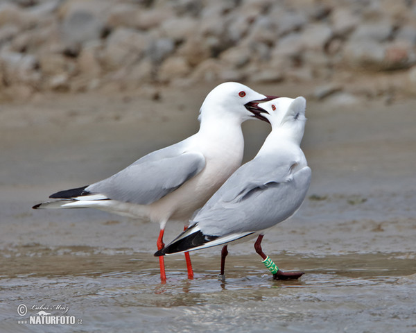 Gaivota-de-bico-fino