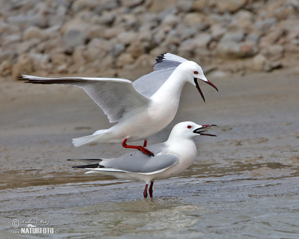 Gaivota-de-bico-fino