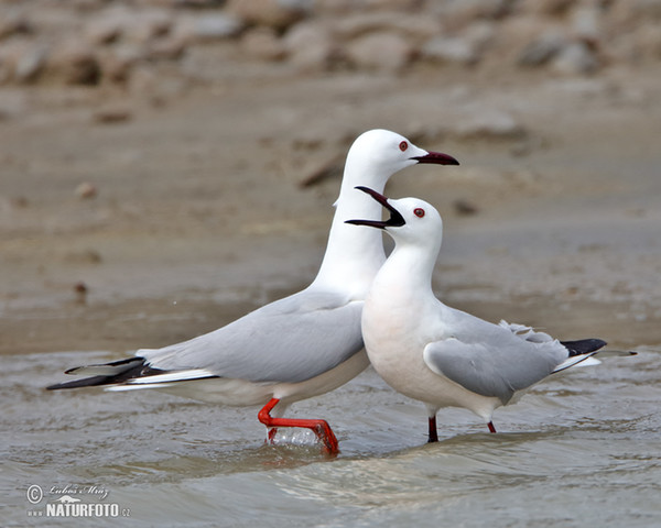 Gaivota-de-bico-fino