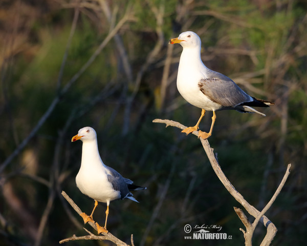 Gaivota-de-patas-amarelas