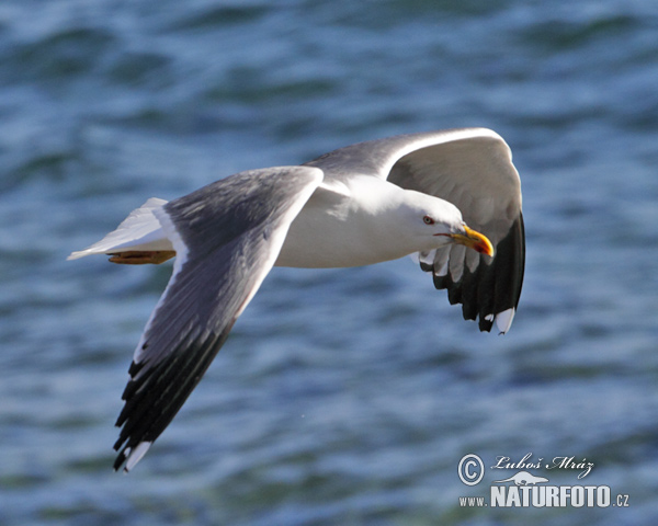 Gaivota-de-patas-amarelas