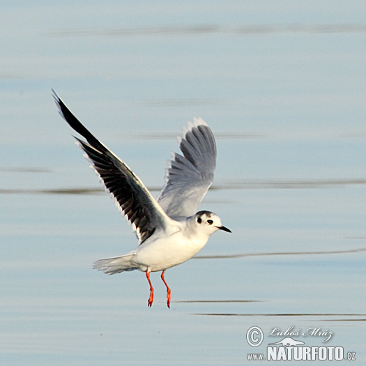 Gaivota-pequena