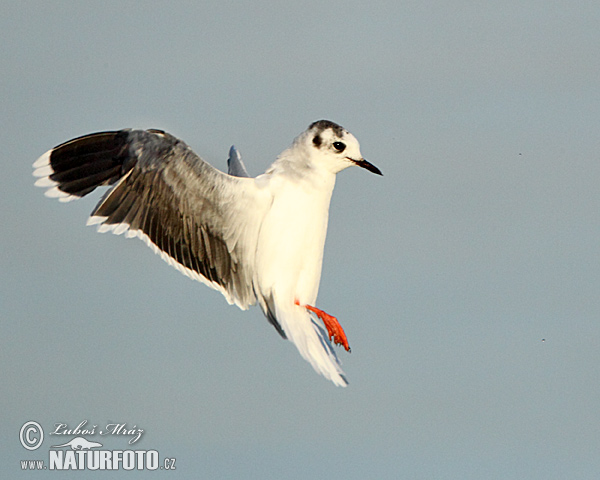 Gaivota-pequena