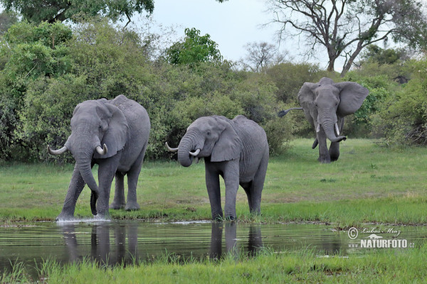 Gajah semak afrika