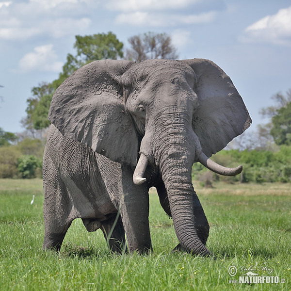 Gajah semak afrika