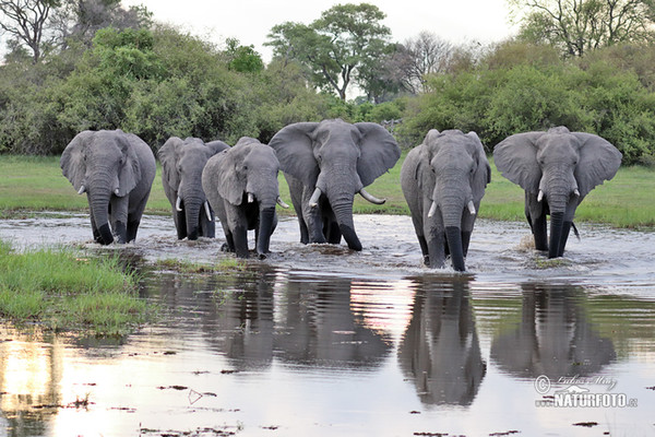 Gajah semak afrika