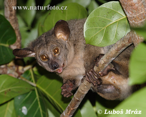 Galago à queue touffue