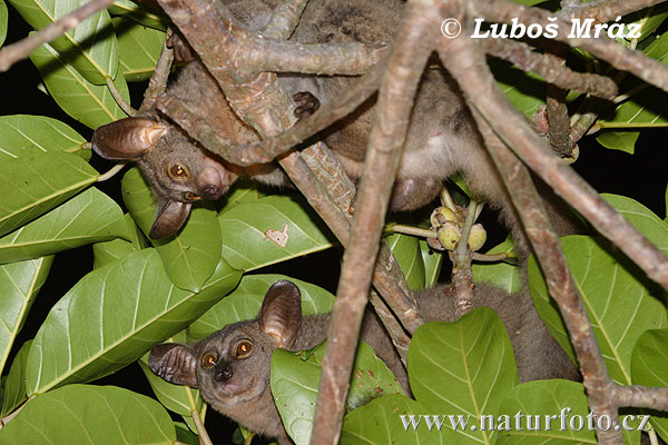 Galago à queue touffue