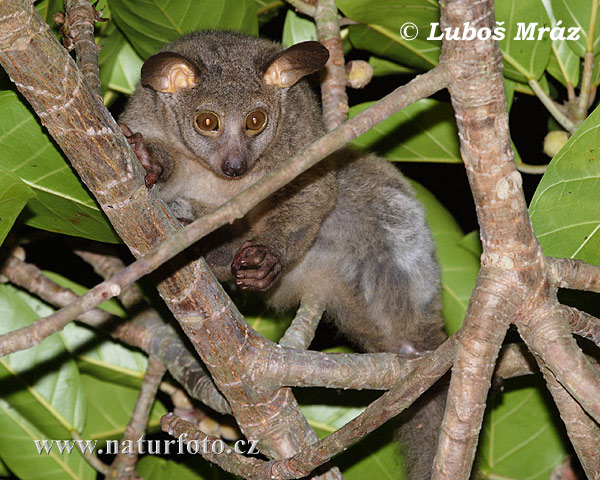 Galago à queue touffue