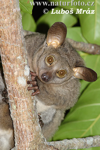 Galago gruboogonowy