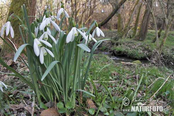 Galanthus nivalis