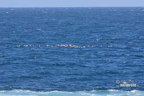 Galapaga albatroso