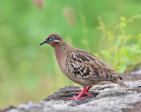 Galapagos Dove (Zenaida galapagoensis)