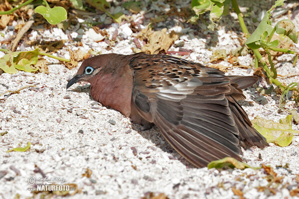 Galapagos Dove (Zenaida galapagoensis)