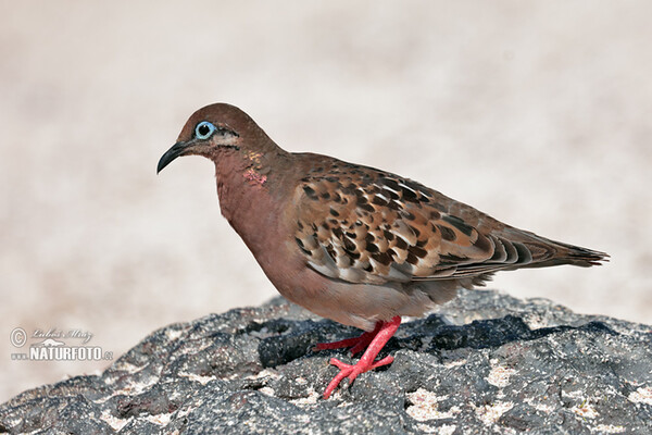 Galapagos Dove (Zenaida galapagoensis)