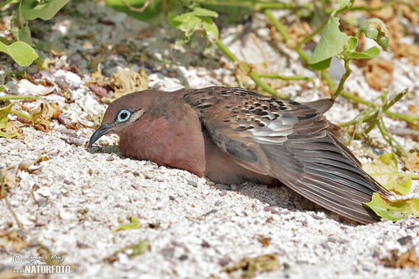 Galapagos Dove (Zenaida galapagoensis)