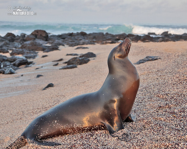 Galápagos fur seal (Arctocephalus galapagoensis)