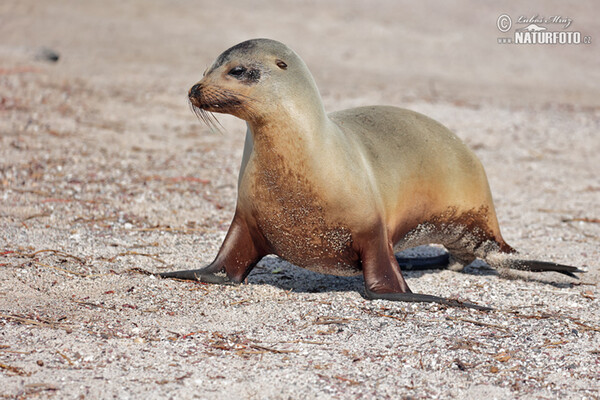 Galápagos fur seal (Arctocephalus galapagoensis)