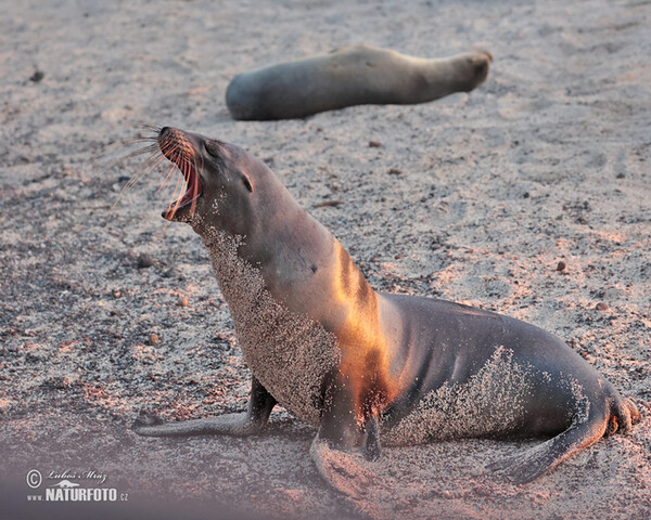 Galápagos fur seal (Arctocephalus galapagoensis)