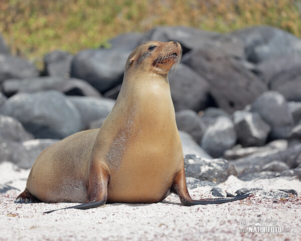 Galápagos fur seal (Arctocephalus galapagoensis)