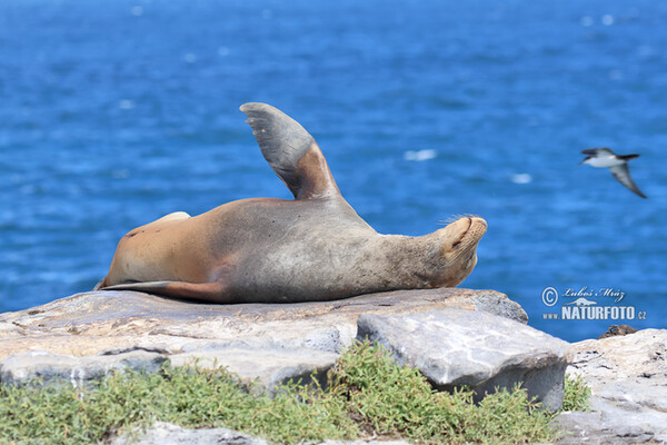 Galápagos fur seal (Arctocephalus galapagoensis)