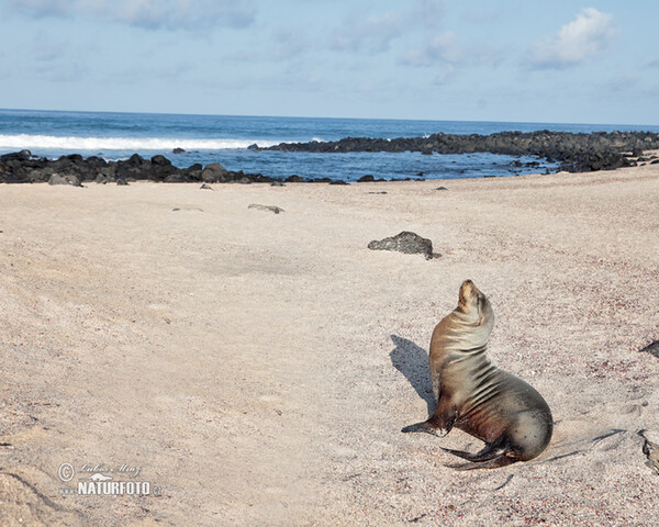 Galápagos fur seal (Arctocephalus galapagoensis)