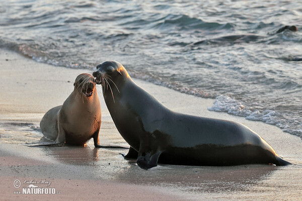 Galápagos fur seal (Arctocephalus galapagoensis)