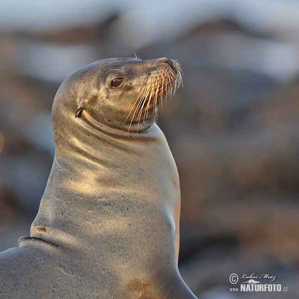 Galápagos fur seal (Arctocephalus galapagoensis)